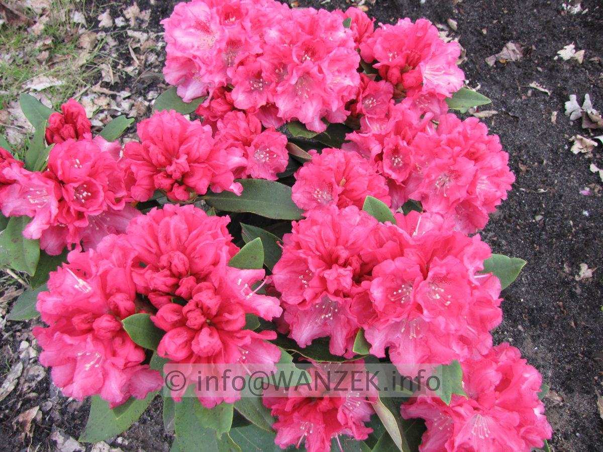 Rhododendron yakushimanum Tina Heinje 02.JPG